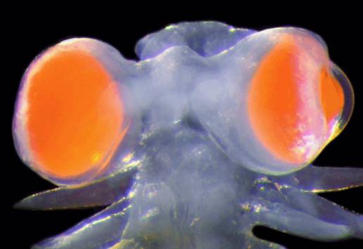 Nueva especie de gusano en el Mediterráneo con ojos de otro mundo