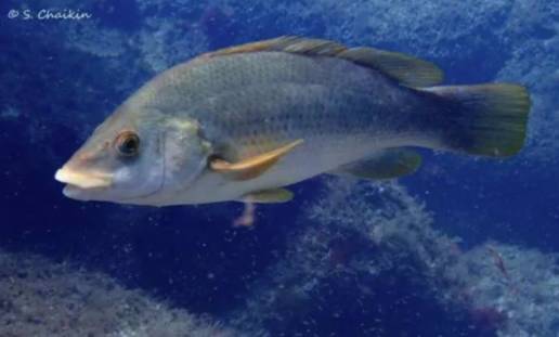 Las especies de peces marinos que huyen a los polos entran en declive