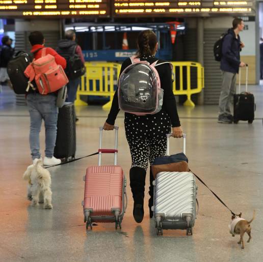 La SFM permitirá viajar a partir de este viernes en tren y metro con perros y otros animales de compañía