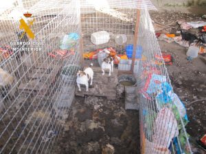 Localizan una perrera con 15 animales viviendo "entre excrementos y suciedad" en Peñaparda (Salamanca)