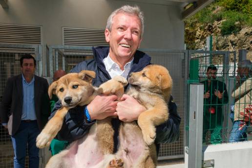 La Xunta lanzará en unas semanas las ayudas para primeros gastos veterinarios tras la adopción de un animal de compañía