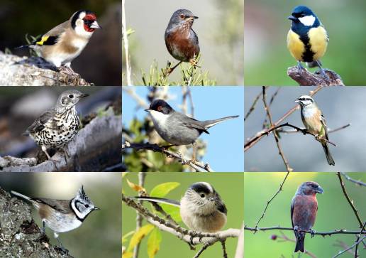 Revelan un descenso en la riqueza de especies de aves forestales en la Región a causa del cambio global