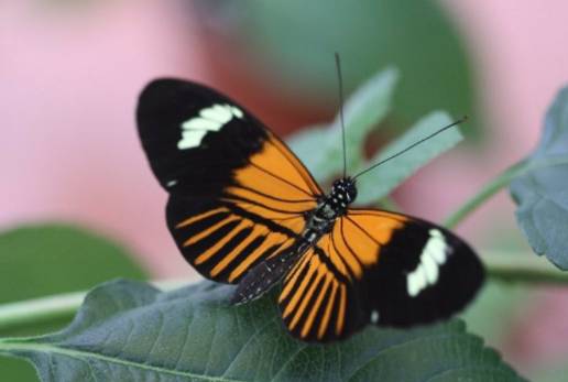Nueva especie de mariposa surgió hace 200.000 años de la hibridación