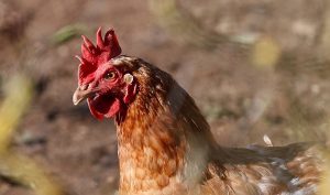 La OMS expresa su "gran preocupación" por que la gripe aviar empiece a extenderse de persona a persona