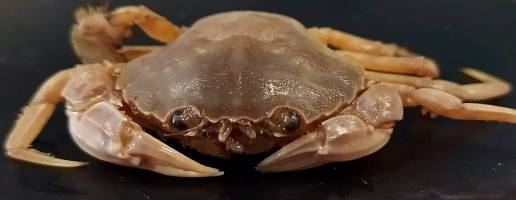 Científicos del CSIC descubren una nueva especie de cangrejo en las costas andaluzas