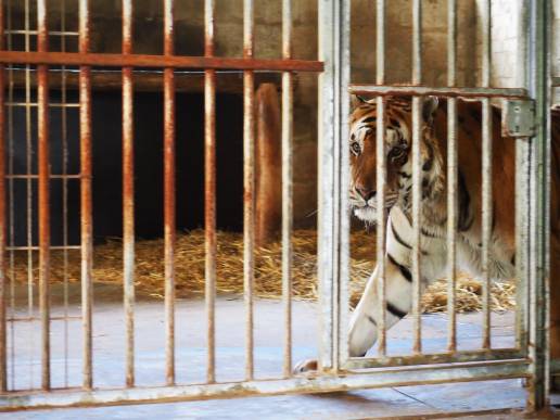 El centro de rescate AAP de Villena (Alicante) acoge a un tigre alemán tras 15 años encerrado en un circo y una granja