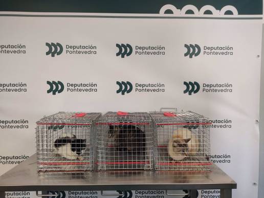 La Diputación de Pontevedra comienza con las esterilizaciones de gatos incluidas en el programa de Colonias Felinas
