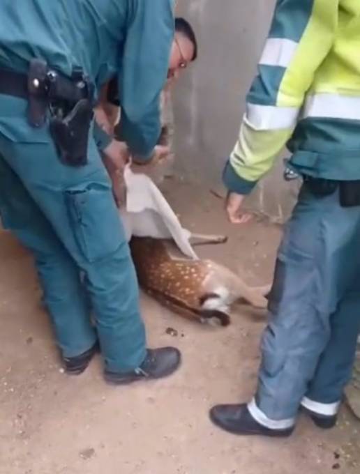 Guardia Civil rescata en Navalagamella una cría de gama herida tras ser atropellada