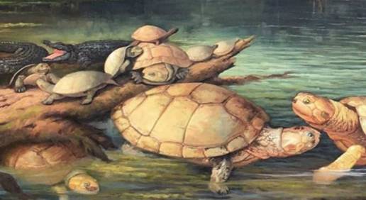 Fósiles de una tortuga gigante extinta en los Andes colombianos