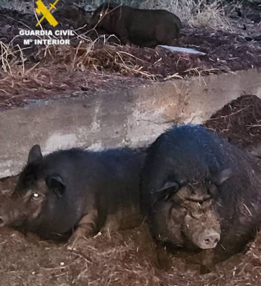 Investigado un hombre por liberar cerdos vietnamitas en un paraje en Vila-real