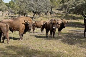 La experiencia de los bisontes en Andújar revela que la especie puede adaptarse al clima del sur de España