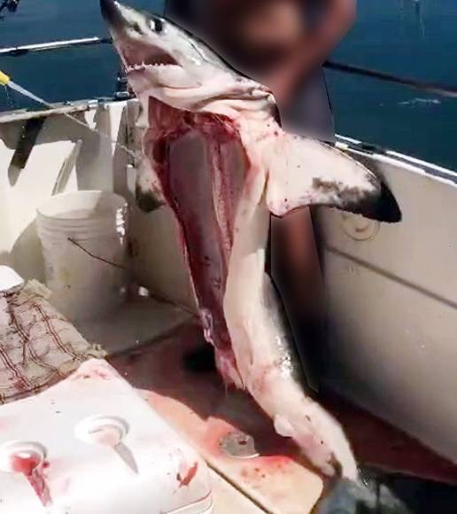 Investigado un hombre que aparece en un vídeo con un tiburón muerto y sin vísceras de una especie protegida