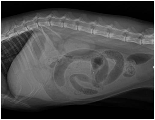 Caso clínico: Obstrucción del intestino delgado secundaria a hernia interna transmesentérica congénita en un gato
