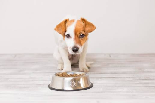Manejo nutricional de las urolitiasis caninas
