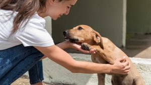 Una campaña informa sobre la gratuidad de la adopción de animales que se encuentran en Zoonosis