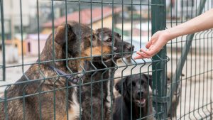El Consell de Menorca amplía y reforma el Centro de Acogida de Animales de Ciutadella