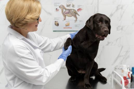 Desarrollo y validación de una medida de calidad de vida y satisfacción con el tratamiento en artrosis canina