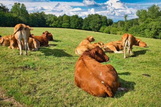 Agricultura comunica a ganaderos y veterinarios el nuevo protocolo a seguir ante la Enfermedad Hemorrágica Epizoótica