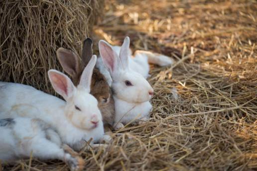 CyL lidera la cría de conejos con un total de 163 granjas, el 14 por ciento de las que hay en España