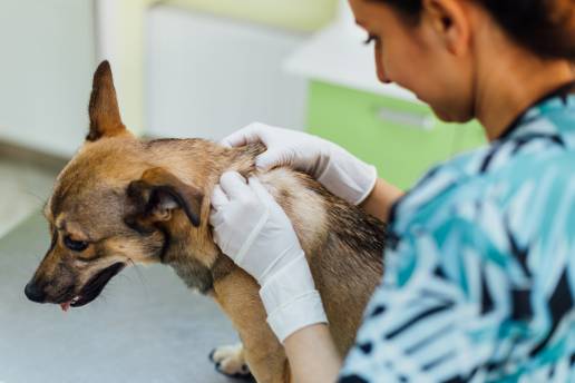 El control preventivo y el tratamiento veterinario, herramientas indispensables frente a la leishmaniosis