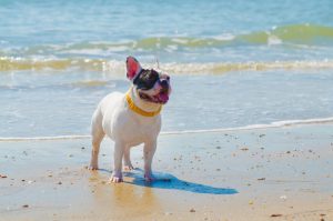 El Plan de Explotación de Playas de Cádiz ya tiene autorización de la Junta con la novedad de una playa canina