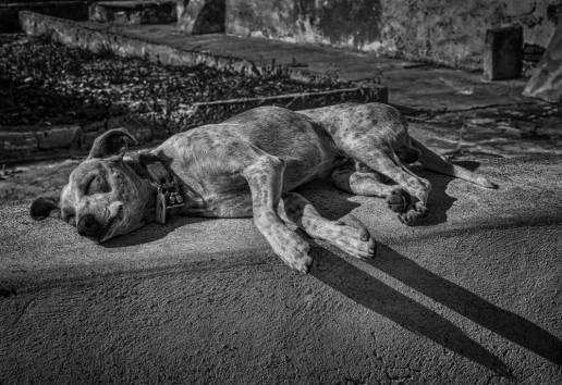  Precintan el parque del Hospital Provincial de Ávila tras la muerte de un perro por envenenamiento
