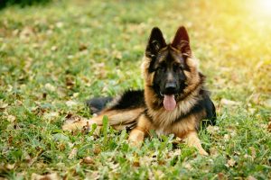 Prohibir razas de perros como plantea Alemania con el Teckel o el Pastor Alemán favorece la cría incontrolada y el mercado negro