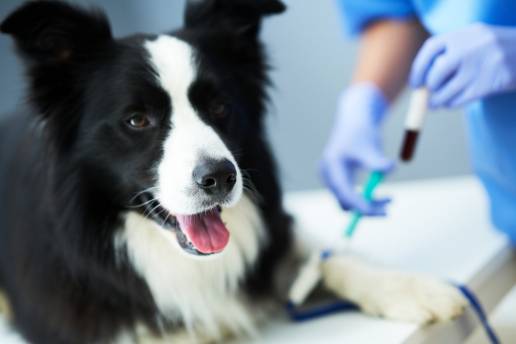Caso clínico: Coagulopatía intravascular diseminada crónica con hiperfibrinólisis secundaria paraneoplásica concurrente en un perro con adenocarcinoma nasal metastásico