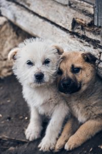 Así han salvado a 30 cachorros que habían sido abandonados dentro de una caja en Misuri