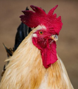 La OMS asegura que hay una "epizootia mundial" de gripe aviar con infecciones "preocupantes" en nuevas especies