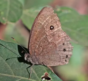 Mecanismo determinante del sexo inédito en una mariposa africana