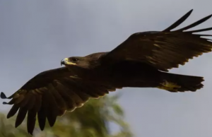 La guerra de Ucrania altera la migración de una especie de águila