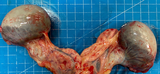 Caso clínico: Hallazgos en el desarrollo de los ovarios de un feto equino abortado