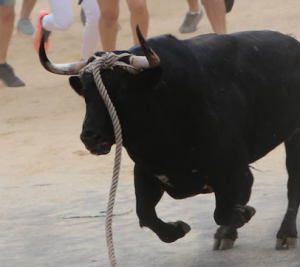 La Fundación Franz Weber pide retirar el título de Fiesta de Interés Turístico de CyL al toro enmaronado de Benavente