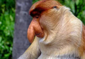 Los monos más feos del mundo atraen a las hembras con su nariz