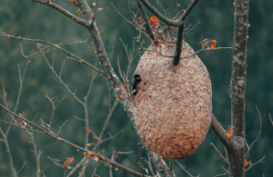 La Xunta eliminó 292 nidos de avispa velutina en lo que va de 2024