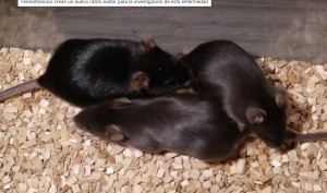 Fenilcetonuria: crean un nuevo ratón avatar para la investigación de esta enfermedad
