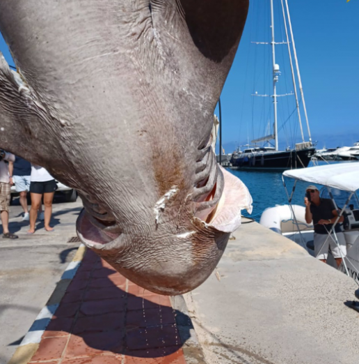 Aparece flotando en Altea una cañabota, uno de los tiburones más grandes del Mediterráneo