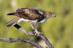 Los primeros 'Homo sapiens' contribuyeron al asentamiento del águila perdicera en el Mediterráneo