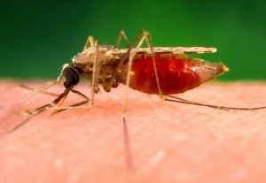 Salud diseñará mapas para identificar las poblaciones de insectos y "prevenir" enfermedades como el Nilo y la malaria
