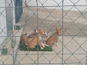  El Ayuntamiento de Hornachuelos desvincula a las rehalas de la situación de los 25 perros rescatados