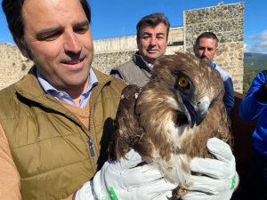  La Junta suelta en Cala un ejemplar adulto de águila culebrera recuperado en el CREA