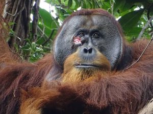Un orangután se cura una herida con una planta analgésica