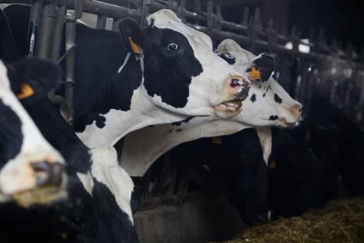 La OMS alerta de que hasta 36 ganaderías de vacas de EEUU tienen gripe aviar: 