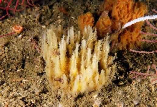 Descubierta una nueva especie de esponja marina en aguas de Galicia