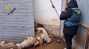 Investigado un ganadero de Renedo (Valladolid) por tener animales abandonados y un empleado extranjero sin contrato