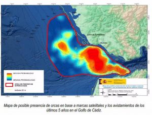 Miteco pide "extremar precauciones" en Golfo de Cádiz y Estrecho por presencia de orcas pero dice que "no son agresivas"