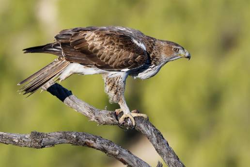 Un estudio apunta que los Homo sapiens facilitaron el establecimiento del águila perdicera en el Mediterráneo