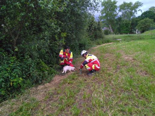 Los bomberos rescatan a dos perros atrapados en unos zarzales en Gama