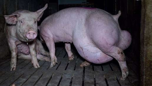 OBA denuncia una nueva 'granja del terror' en Arauzo (Burgos) con cerdos maltratados y en condiciones insalubres